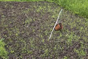 Infestation Prints: Rusted metal can and aluminium pie pan attached to wooden stake to scare away birds