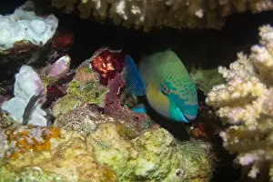Underwater Photograph Prints: Rusty parrotfish in Red Sea near Marsa Alam, Egypt