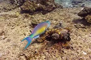 Seawater Prints: Rusty parrotfish (scaridae) in the coral reef of Maldives island