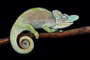 Congo Prints: Rwenzori plate-nosed chameleon (Kinyongia xenorhina)