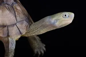 Ryukyu Yellow pond Turtle (Mauremys mutica kami)