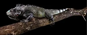 Island Endemic Prints: The Sabah black iguana (Iguana melanoderma) is a critically endangered Iguanid from Saba island part of the Antilles