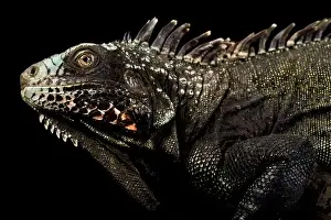 Island Endemic Prints: The Sabah black iguana (Iguana melanoderma) is a critically endangered Iguanid from Saba island part of the Antilles