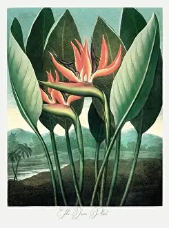 The Sacred Egyptian Bean. Antique Victorian Flower painting