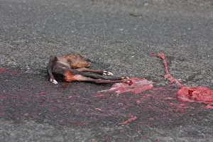 Fetus Prints: Sad image of dead baby deer on the highway
