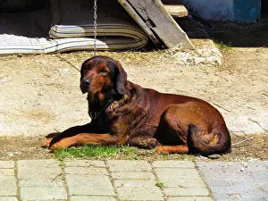 Cruel Prints: Sad looking brown colored dog tied to a chain