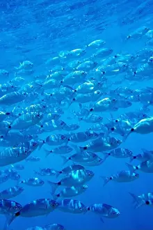 Wildlife Observation Prints: Saddled Seabream, Saddled Bream
