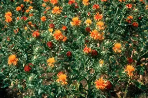 Thistle Prints: Safflower Carthamus tinctorius crop in full flower
