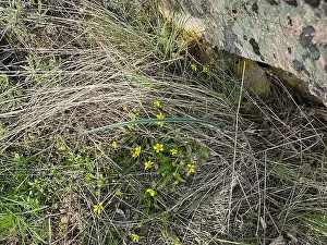 sagebrush buttercup (Ranunculus glaberrimus), Plantae, Kalamalka Lake, North Okanagan, British Columbia, Canada