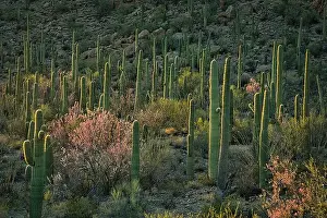 Southwest Usa Prints: Saguaro Cacti and Ironwood trees stand tall in the Sonoran Desert near Phoenix, Arizona