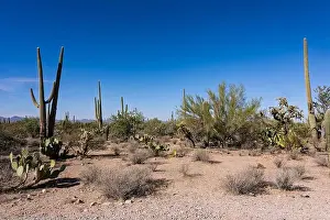 Saguaro Cactus Prints: Saguaro Cactus in the Sonoran Desert near Tucson AZ