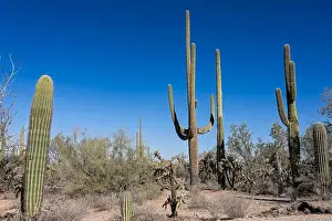 Saguaro Cactus Prints: Saguaro Cactus in the Sonoran Desert near Tucson AZ