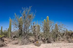 Saguaro Cactus Prints: Saguaro Cactus in the Sonoran Desert near Tucson AZ