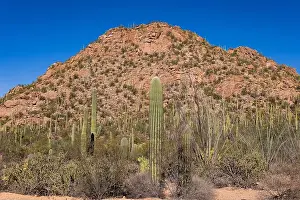 Saguaro Cactus Prints: Saguaro Cactus in the Sonoran Desert near Tucson AZ