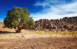Saharan Cypress, very rare coniferous tree in Tassili N'Ajjer, Sahara Desert, Algeria