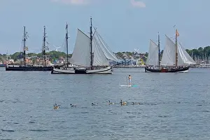 Regatta Prints: Sailing ships, Canada geese (Branta canadensis)