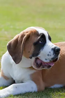 Smelling Prints: Saint Bernard Dog. Bred originally as a breed able to seek out lost people
