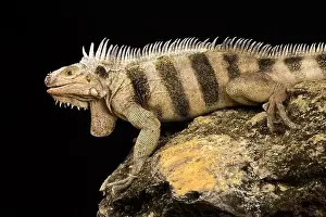 Sideview Prints: Saint Lucia horned iguana (Iguana iguana sanctaluciae)