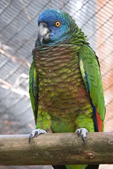 Vulnerable Prints: Saint Lucia Parrot (Amazona versicolor) female one of the individuals bread in Jersey UK and returned to Mini ZOO St