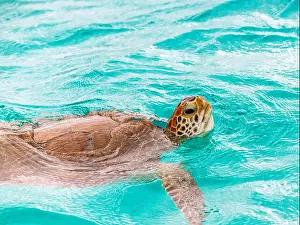 Green Turtle Prints: Saint Vincent and the Grenadines, green turtle, Tobago Cays