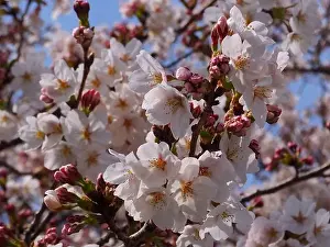 Cherry Blossom Prints: Sakura, close shot in Japan