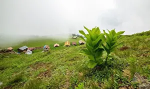 Blacksea Prints: SAL PLATEAU in Camlihemsin district of Rize province