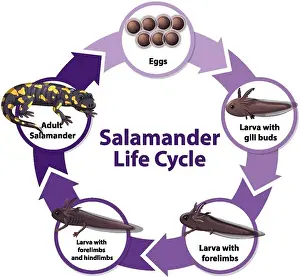 Alive Prints: Salamander Life Cycle Diagram illustration