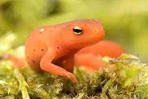 Salamander Prints: Salamander of New England, orange Eastern/Red spotted Newt