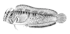 Coloration Prints: Salaria pavo, also known as the peacock blenny