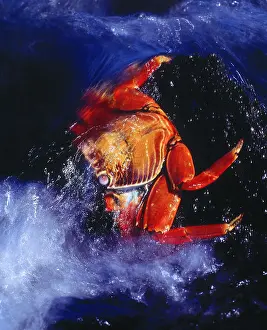 Cold Blooded Prints: Sally light foot crab (Grapsus grapsus), Galapagos Islands, Ecuador