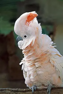 Backlight Prints: SALMON-CRESTED or Moluccan COCKATOO male Cacatua moluccensis with crest raised