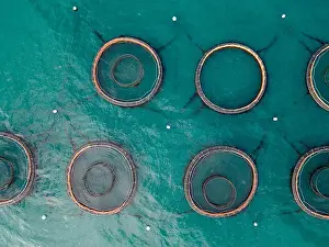 Cage Prints: Salmon fish farm aquaculture. Aerial drone view of fish farm cages off the Antrim coast in Northern Ireland
