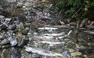 Outdoorsy Prints: Salmon run in Sitka
