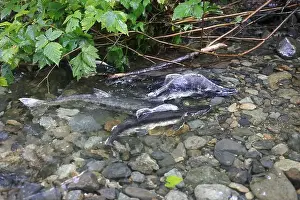 Outdoorsy Prints: Salmon run in Sitka