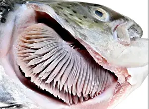 Anatomical Prints: Salmon (Salmo salar) closeup of head showing the gills after the gill cover has been removed