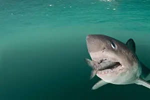 Pelagic Prints: salmon shark, Lamna ditropis, with salmon in mouth, Prince William Sound, Alaska, U.S.A