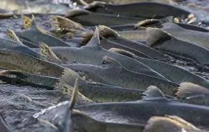 Spawning Prints: Salmon spawning