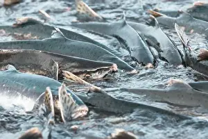 Spawning Prints: Salmon spawning