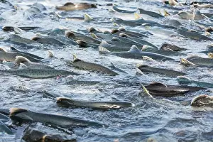Spawning Prints: Salmon spawning