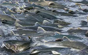 Underwater Habitat Prints: Salmon spawning