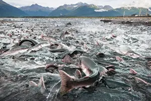 Spawning Prints: Salmon spawning
