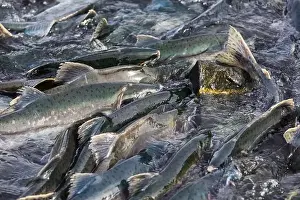 Spawning Prints: Salmon spawning