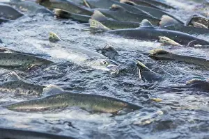 Salmon spawning