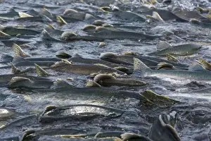 Spawning Prints: Salmon spawning