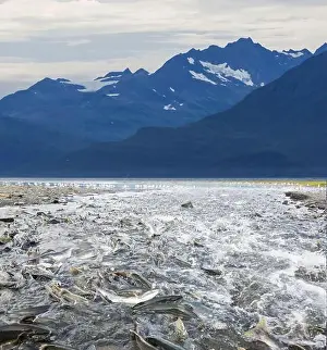 Spawning Prints: Salmon spawning