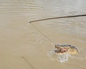 Crocodile Prints: Saltwater crocodile jumping for raw buffalo meat during feeding in the Adelaide River on a sunny day in Middle Point