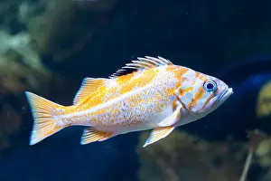 Canary Prints: saltwater fish canary rockfish - sebastes pinniger