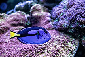 Aquamarine Prints: An Saltwater Fish Tank with Coral and Fish