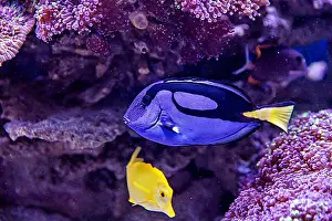 Aquamarine Prints: An Saltwater Fish Tank with Coral and Fish