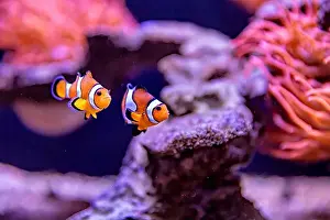 Aquamarine Prints: An Saltwater Fish Tank with Coral and Fish